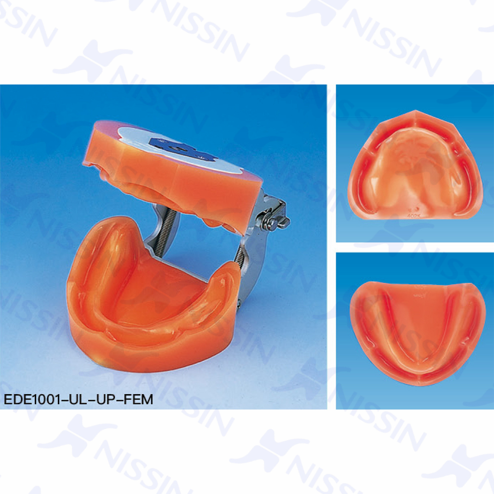 功能性印模用無牙頜模型